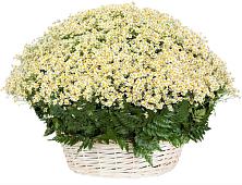 Цветочная композиция из Ромашки в корзине #REPLACE_PRED# Киришах